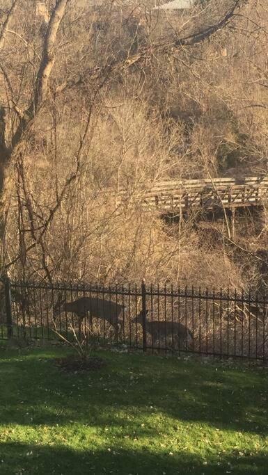 Nature Retreat On The Don River And Trail, 2 King Bdrm Unit, Free Parking, Private Entry * Toronto