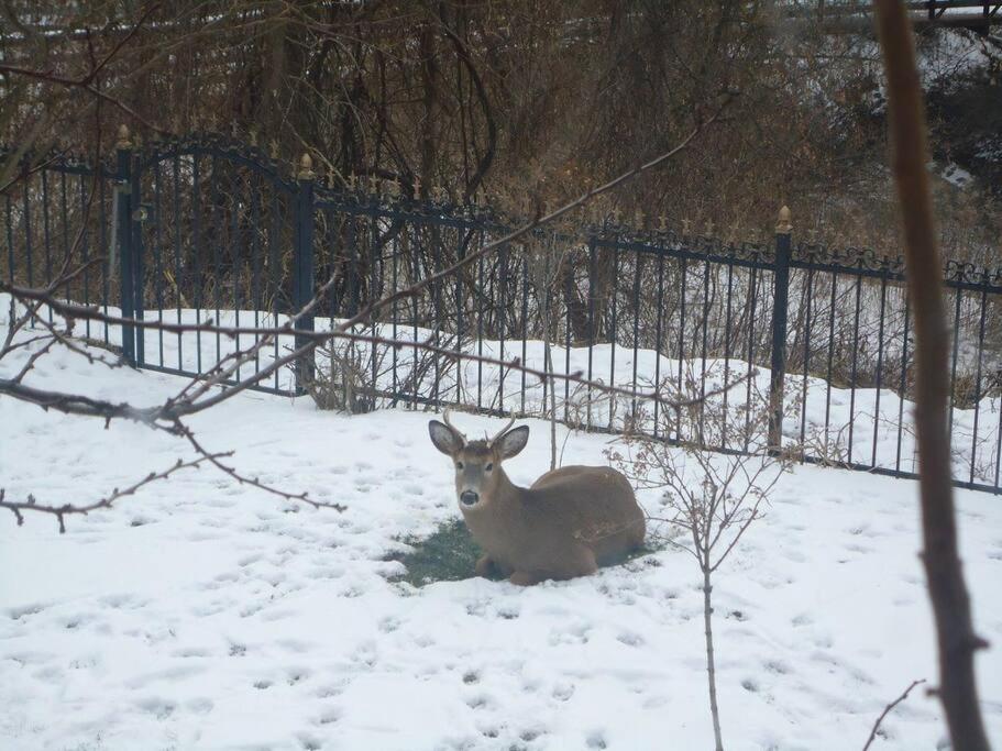 Apartment Nature Retreat On The Don River And Trail, 2 King Bdrm Unit, Free Parking, Private Entry *